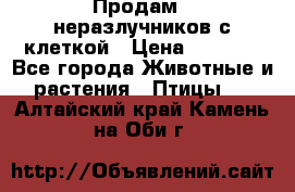 Продам 2 неразлучников с клеткой › Цена ­ 2 500 - Все города Животные и растения » Птицы   . Алтайский край,Камень-на-Оби г.